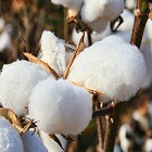 AFTER SCANDALS EGYPTIAN COTTON GROUP TIGHTENS COTTON SCRUTINY
