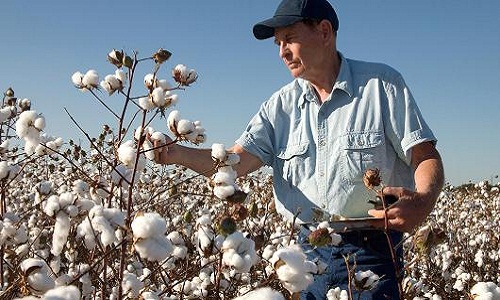 CCI making efforts to promote US grown cotton