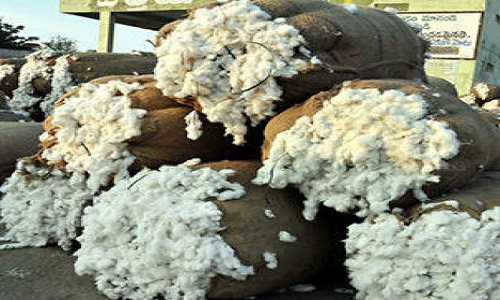 CCI opts for commercial purchase of cotton to ensure supplies