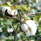 ChetCo aims to transform cotton farming in India