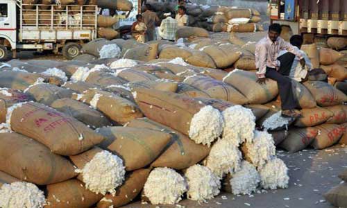 Domestic cotton output to increase by 6 per cent in CY2018 says ICRA