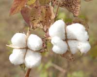 Domestic cotton output to increase