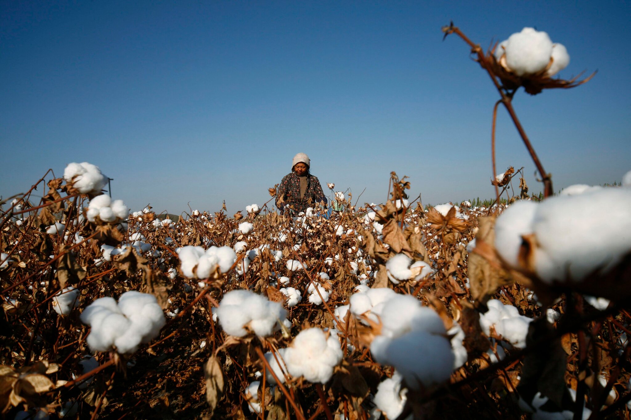 Cotton’s fragile comeback, how the US-China truce is redrawing global fiber map