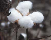 Global cotton production on rise NCC signals cautious outlook