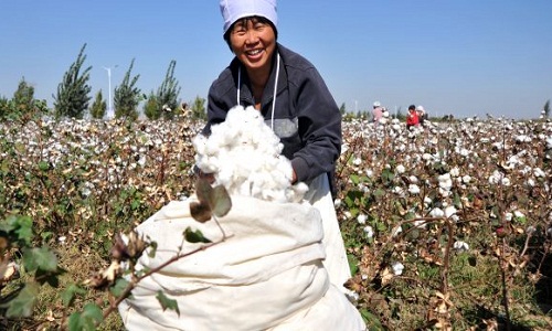 Global cotton production on rise NCC signals cautious