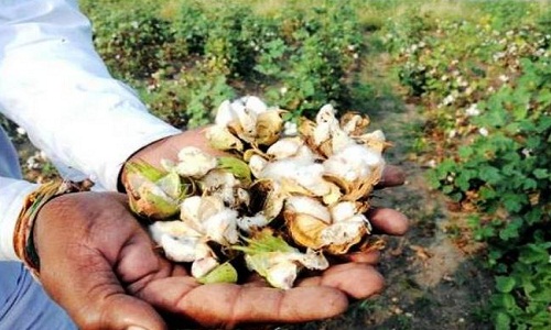 High fertilizer use a negative impact on Bt cotton