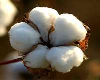 High fertilizer use a negative impact on Bt cotton production