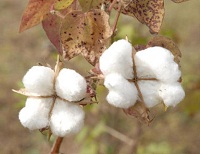 India to see a stronger cotton production year in 2017 18 says USDA