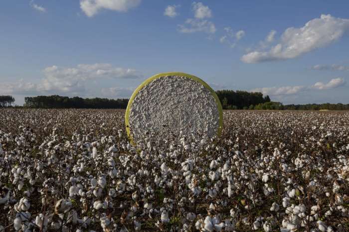Post-peak correction global cotton markets adjust amid shifting fundamentals