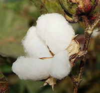 Unlocking Indias cotton potential needs more focus on seeds production