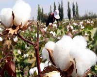 WTO members deliberate on cotton expanse