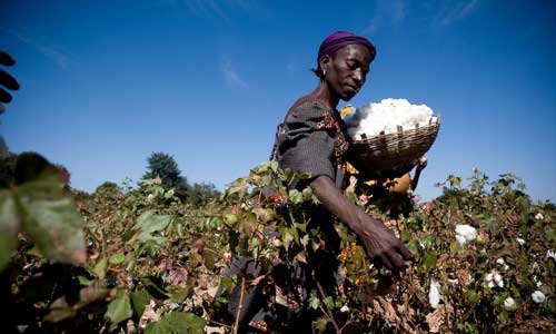 WTO members deliberate on cotton