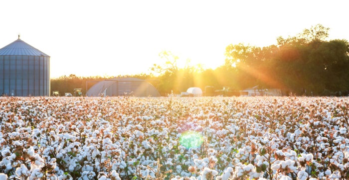 Why 2026-27 could be a defining cotton year for India’s farm-to-fashion economy
