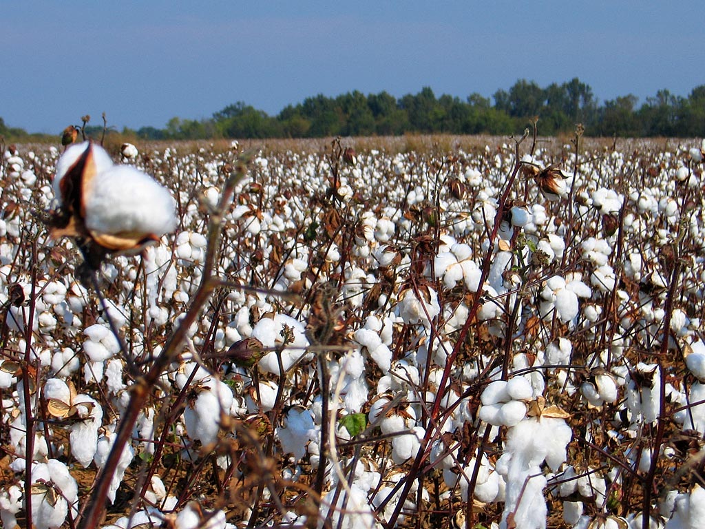 china cotton policy