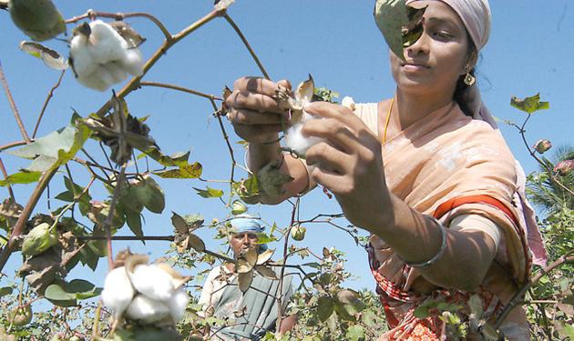 cotton farming in India