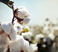A boom time for cotton producers as demand rises to highest levels in