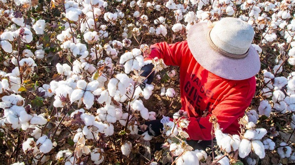 Adopting Chinas cotton growing techniques can benefit Pakistan Report