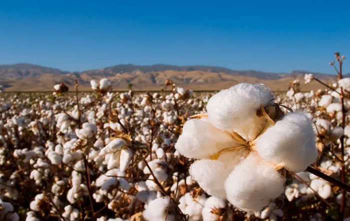 Australia emerges a beneficiary of US ban on Xinjiang cotton