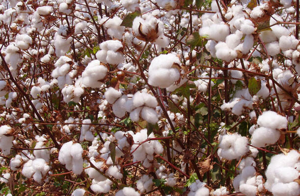 Bangladesh shifts cotton sourcing from India to Africa as it impact global cotton trade