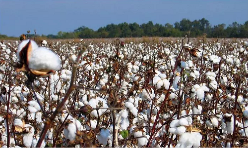 China to emerge a strong cotton importer once more 001