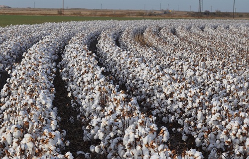 Coronavirus epidemic likely to dampen global cotton consumption