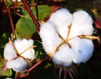 Cotton consumption to outpace production in 2018 19