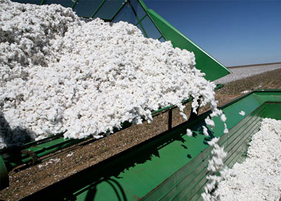 Cotton consumption to production in 2018 19