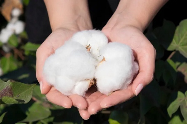 Cotton demand production supply remain below estimates during the 2021 22 season CAI