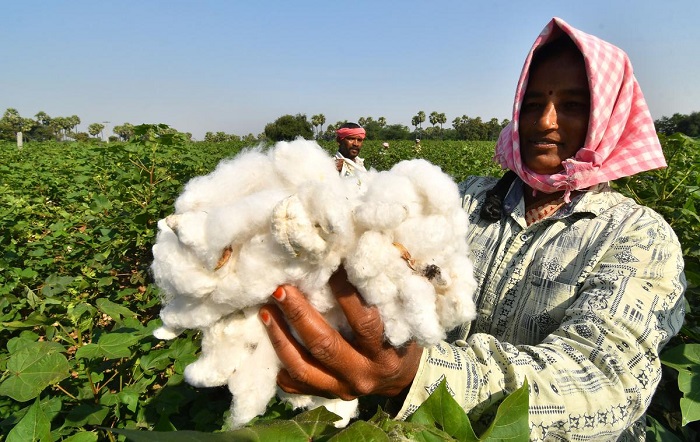 Cotton in Crisis: MSP woes and seed price controls stifle industry growth