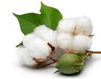 Cotton prices to be bullish this year predict