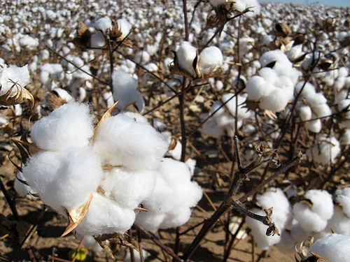 Cotton processing market to reach 72.6 billion by 2023232323232323233232323