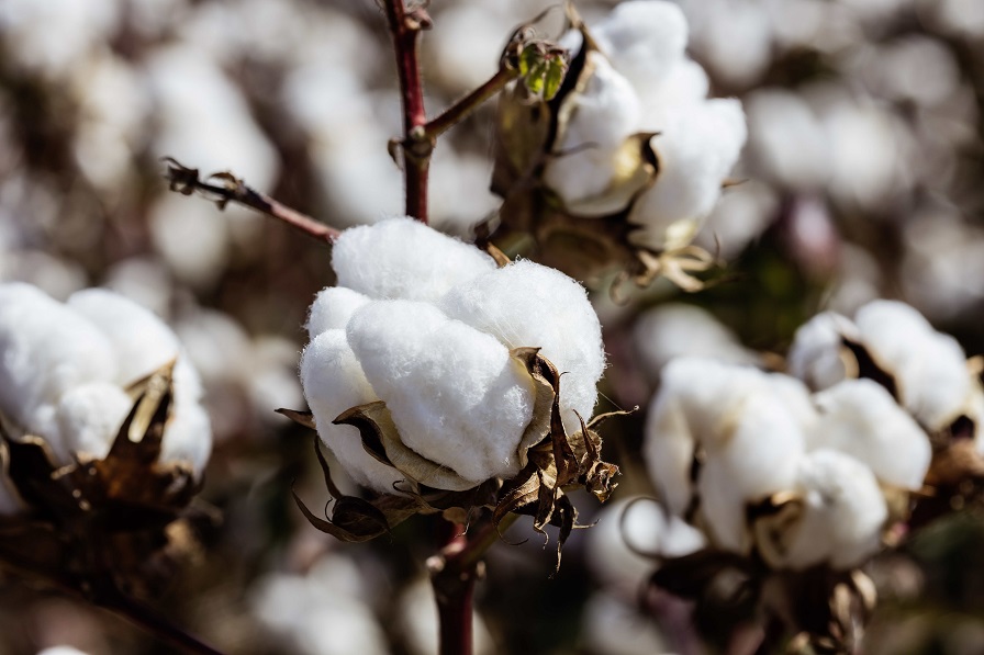 Cotton production expected to rebound