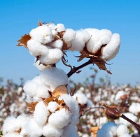 Cotton trade suffers as India Pakistan political standoff