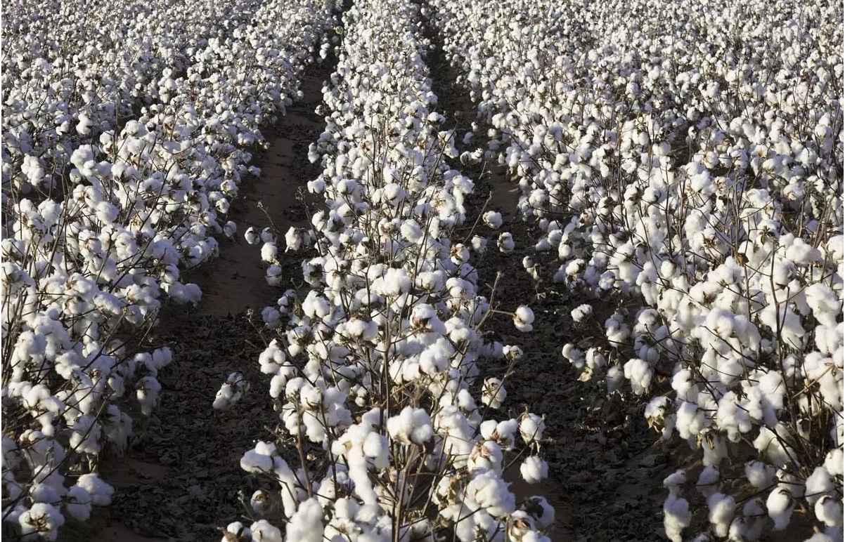 Duty-free cotton import ban unsettles India’s cotton industry