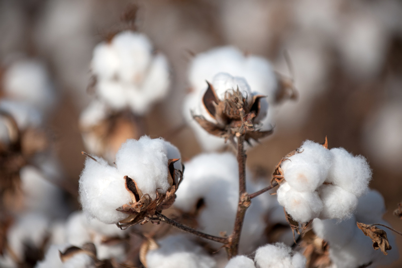 Global cotton demand in a downward tailspin impacts pricing