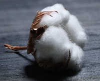 Global cotton prices to rise to 1.72 per kg in 2021