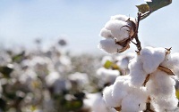 Global cotton production at a four year low in 2020 21