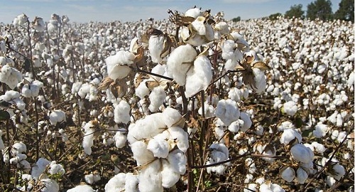 Global cotton production at a four year low in 2020