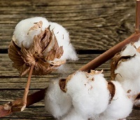 Global demand rising prices augur well for Indian cotton this
