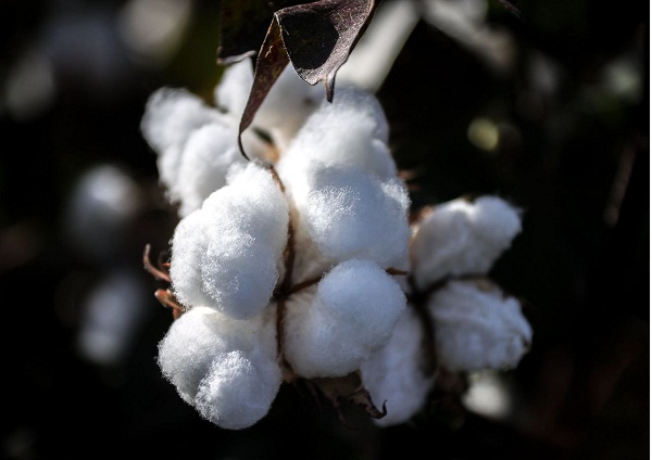 High cotton prices to drag down consumption despite rise in global production