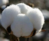 Increasing cotton exports boosts profit margins 002