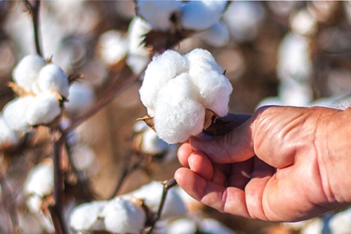 India Review duty on cotton imports urges