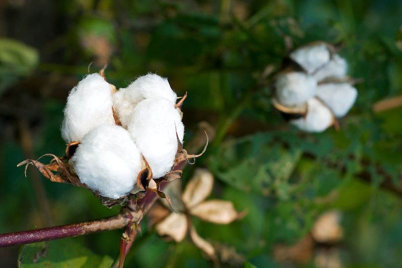 India at Crossroads: Seizing the cotton boom or facing a bubble burst?