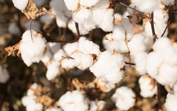 India slashes import duty on cotton as rising prices affects textile production