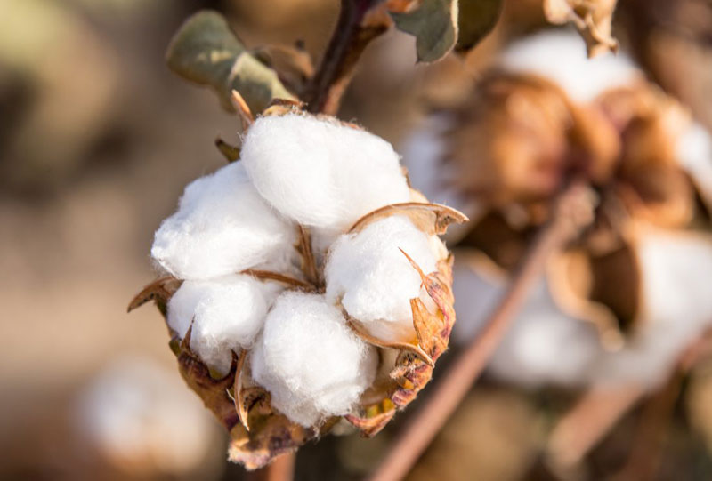 Indias cotton stock to reduce by four lakh bales in May 2021