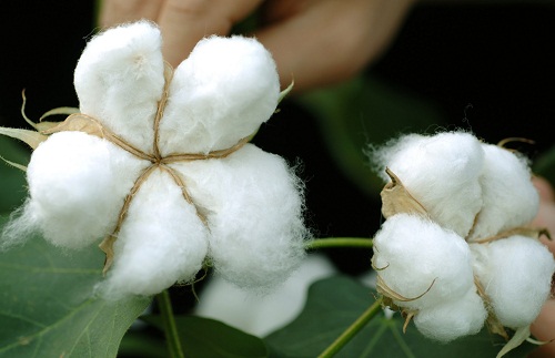 Indias cotton production to increase while consumption to decrease