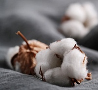 Indias cotton production to touch 29.3 billion in 2020 21