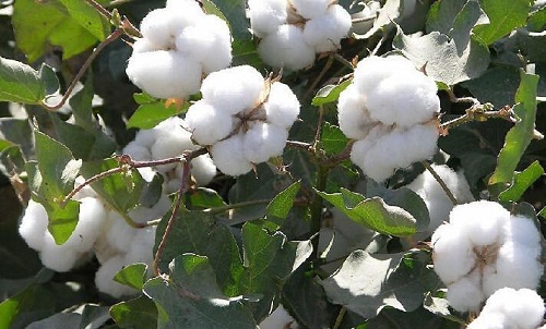 Indias cotton production to touch 29.3 billion in 2020 21 USDA