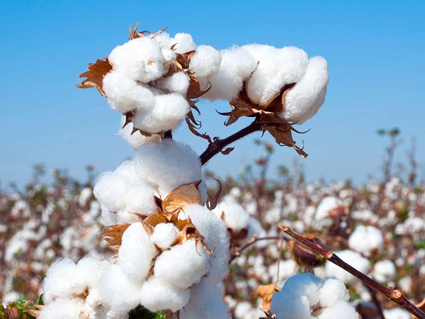 New Year begins with a bang for Indian cotton industry as prices touch record high