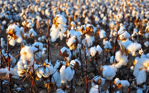 Reopening trade with Pakistan will boost Indias cotton yarn